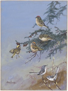 Plate 91: Ruby-crowned Kinglet, Golden-crowned Kinglet, Blue-gray Gnatcatcher