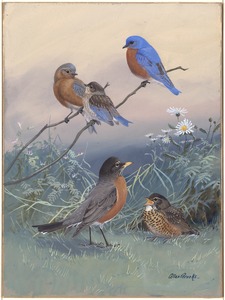 Plate 93: Bluebird, Robin