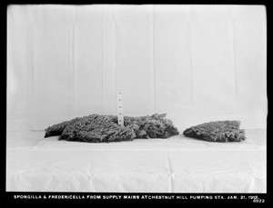 Distribution Department, Chestnut Hill Pumping Station, spongilla and fredericella from supply mains, Brighton, Mass., Jan. 21, 1912