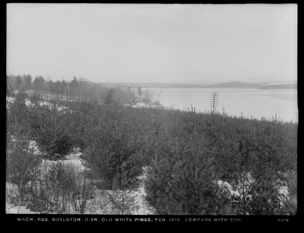 Wachusett Reservoir, 11-year-old white pines, (compare with No. 6316); near South Dike, Boylston, Mass., Feb. 1913