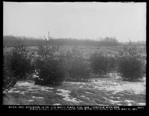 Wachusett Reservoir, 12-year-old white pines, pines shown in background of No. 6319 were destroyed by fire May 10, 1911 (compare with No. 6319), Boylston, Mass., Feb. 1913