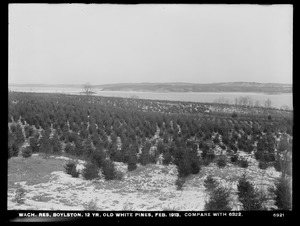 Wachusett Reservoir, 12-year-old white pines, (compare with No. 6322), Boylston, Mass., Feb. 1913