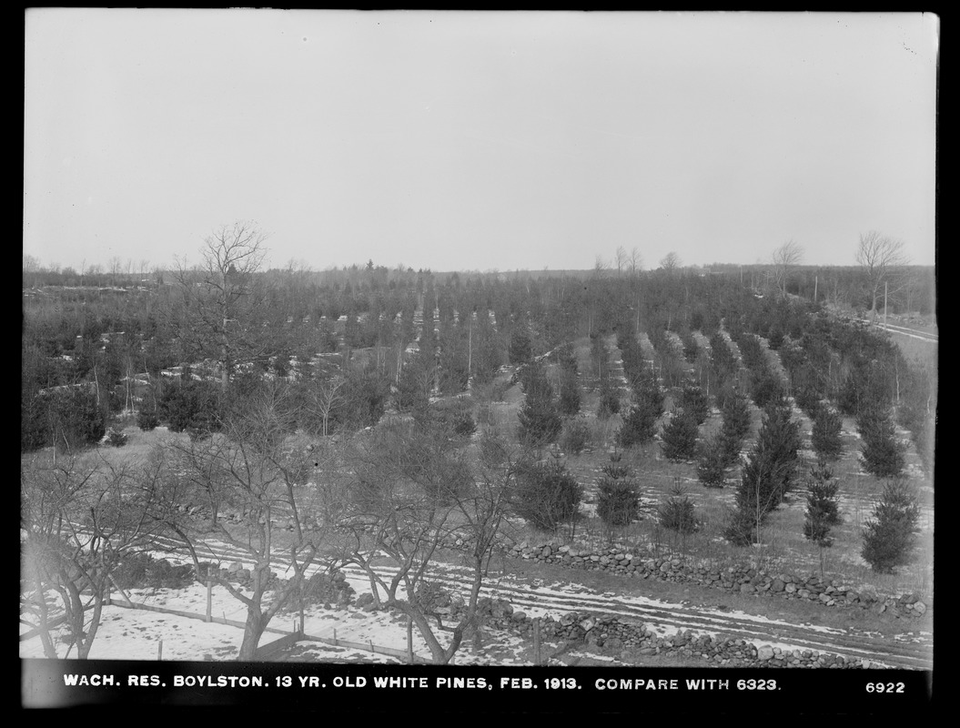 Wachusett Reservoir, 13-year-old white pines, (compare with No. 6323), Boylston, Mass., Feb. 1913