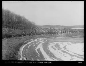 Wachusett Reservoir, 9-year-old white pines, Boylston, Mass., Feb. 1913