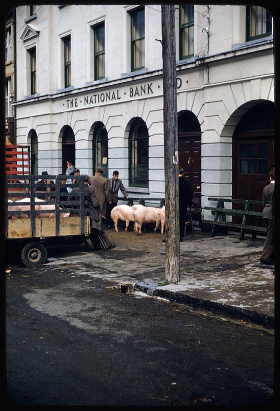 Pig in cart, auction, Castleisland, Ireland