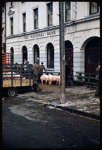 Pig in cart, auction, Castleisland, Ireland