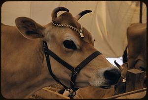 Cow dairy week, Boston Common