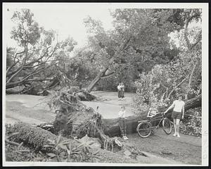 Leaning And Lost Towers - Picturesque Chestnut street in Danvers is a nightmare park after gale topplers old trees which had withstood storms of years.