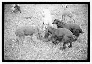 Idahurst Kennels