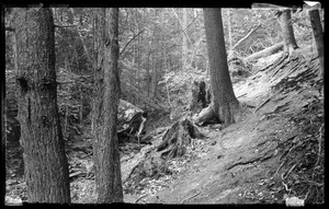 Woodland scene with stream