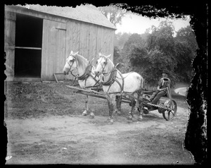 Horse drawn cultivator with seated farmer