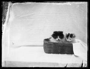 2 kittens in basket