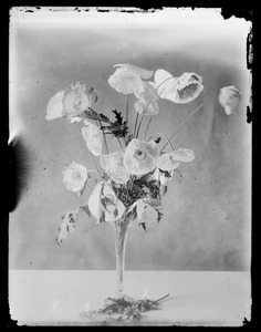 Anemones in vase