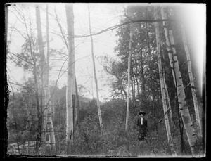 Woman in a stand of birches