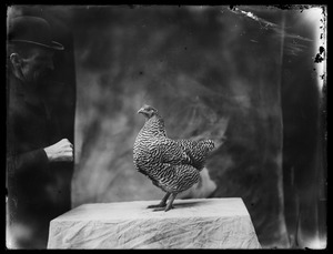 Portrait of rooster & man's hand
