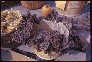 Flowers and lotus seed pods, Old Sturbridge Village, Sturbridge, Massachusetts