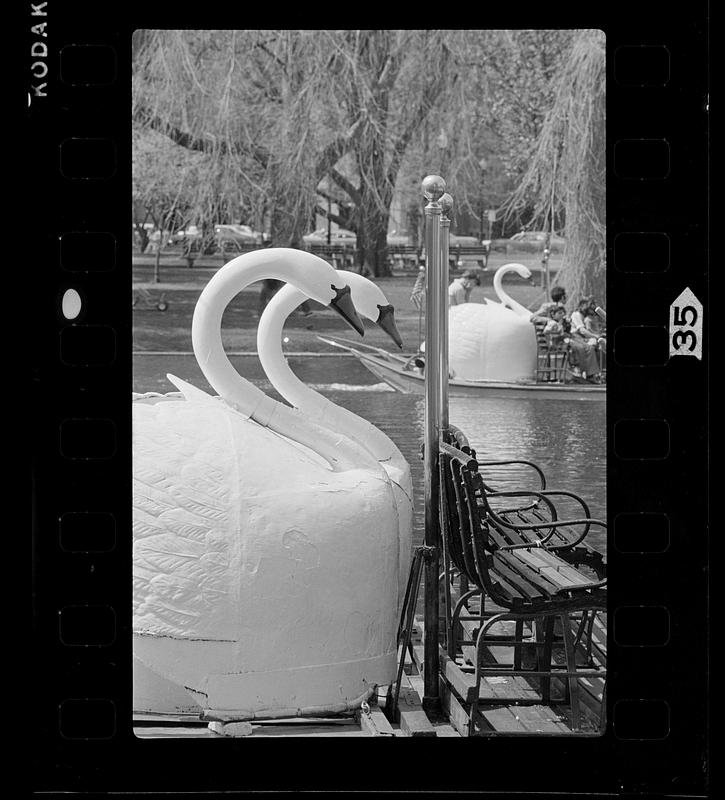 Swan Boats in springtime, Boston Public Garden