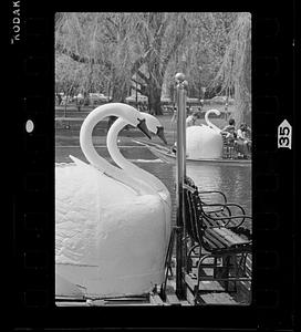 Swan Boats in springtime, Boston Public Garden