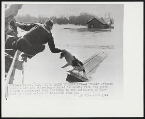 It's Drier Up Here Pup -- A ''duck'' crewman hauls a wet and shivering mongrel to safety from his perch aboard a submerged farm building in the outskirts of Bismark as flood waters of Missouri pour in.