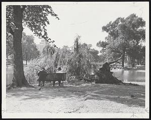 Boston didn't escape the force of the hurricane. This tree toppled by the pond in the Public Garden.