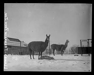 Llamas - Franklin Park Zoo