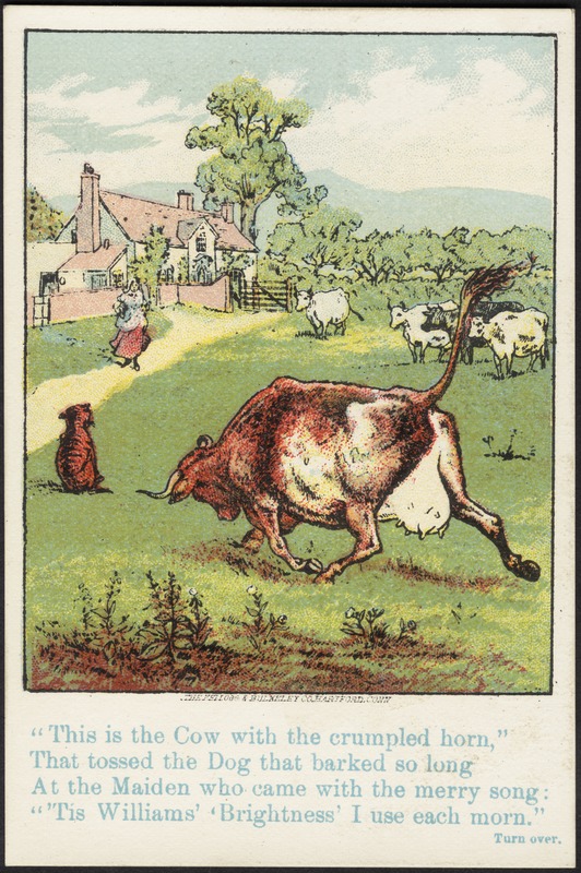 "This is the cow with the crumpled horn," that tossed the dog that barked so long at the maiden who came with the merry song : "'Tis Williams' 'Brightness' I use each morn."