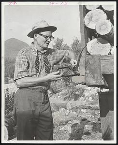 Sherman Adams, 65, onetime chief of staff for President Eisenhower, is back in the beloved timberlands where he spent many years before entering politics. Adams is directing a crew building a $700,000 ski area on Loon Mountain near his home. Here he examines rusty fox trap found in woods.