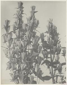 279. Gentiana quinquefolia, five-flowered or five-fingered gentian