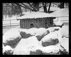Raccoons in winter - Franklin Park Zoo