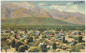 Barrel cactus. Ole Southwest