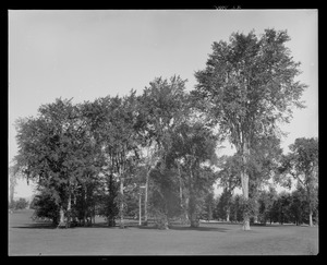 Erskine Park: trees & lawn