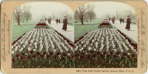 Tulip Beds. Public Gardens, Boston, Mass., U.S.A.