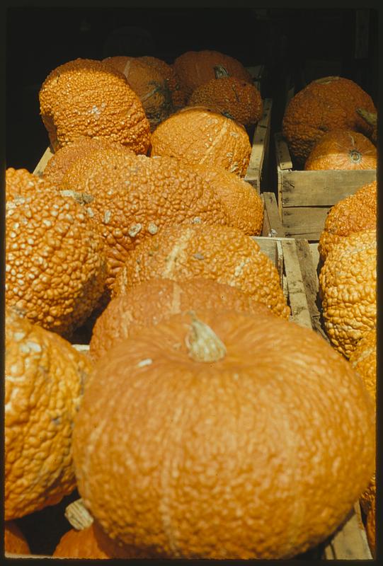 Display of pumpkins