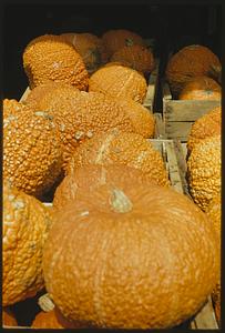 Display of pumpkins