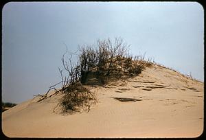 Dunes, Crane's Beach