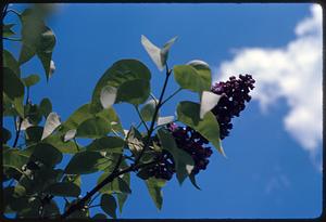 Branches with leaves and purple flowers against sky