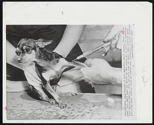Take It Easy Dog--This small canine, “Flea is his name, just can’t face the doctor or the needle as he gets his inoculation against rabies. Flea and more than 500 other dogs received shots yesterday after several cases of rabies were discovered here.