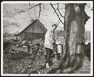 It's Pat Again, this time checking the amount of sap in a sugar bucket. The tree is one of 600 tapped each spring by Willard Smith of Shrewsbury.