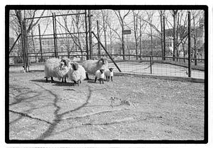 Sheep, Franklin Park Zoo