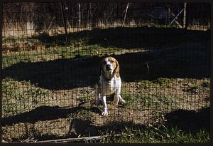 Dog sitting in fenced area