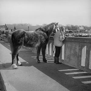 Horse on Padanaram Bridge, South Dartmouth, MA