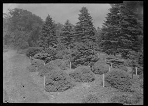 Evergreens, mixed in collection