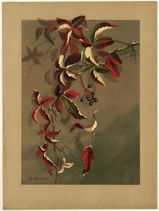 Autumn leaves with black berries