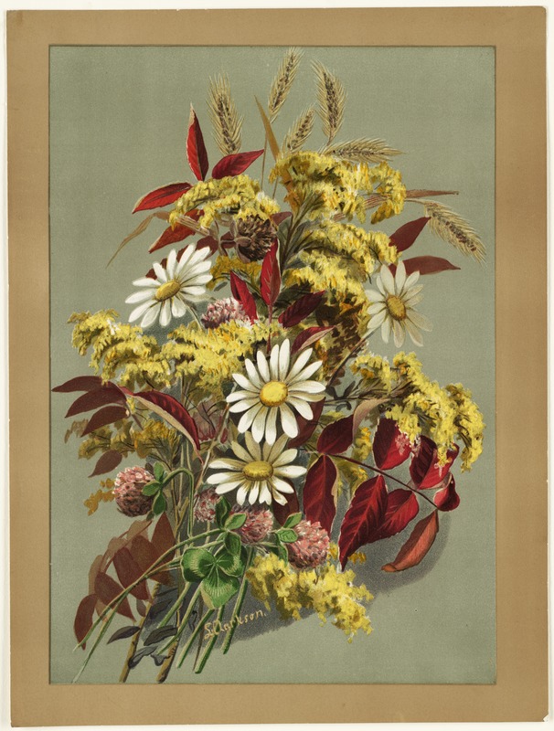 Daisies, clover, goldenrod and autumn leaves