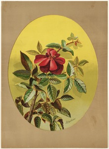 Single red rose (oval composition)