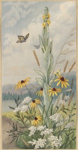 Flowers of the meadow