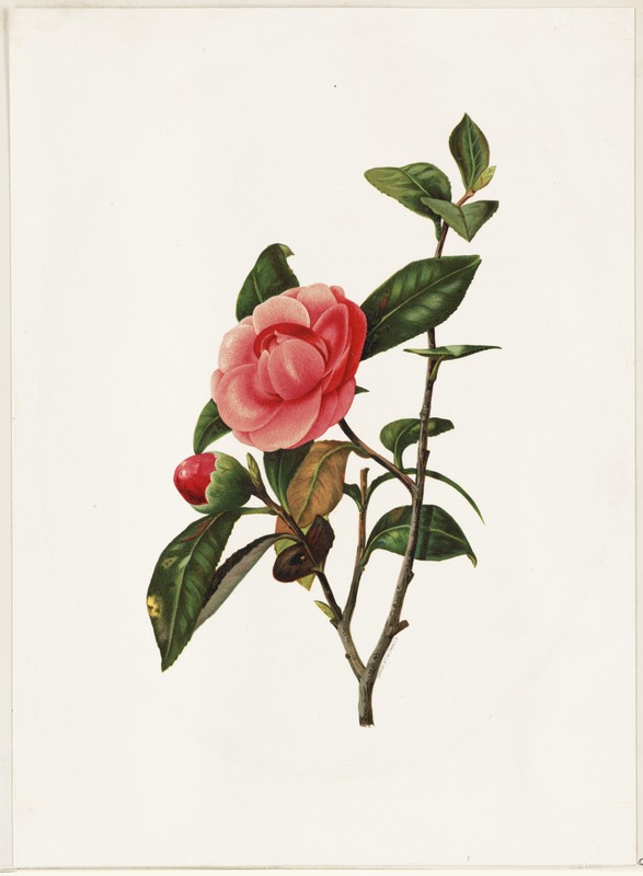 Camellia