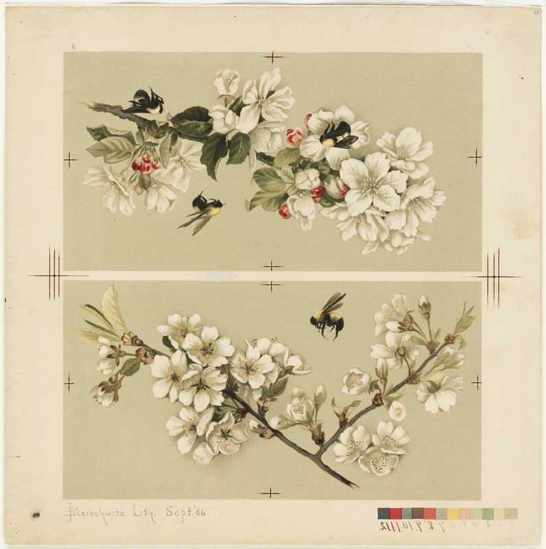 Apple-blossoms and bees / Cherry blossoms and bees