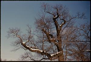 Large bare tree, Arnold Arboretum