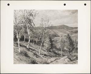Hillside birches